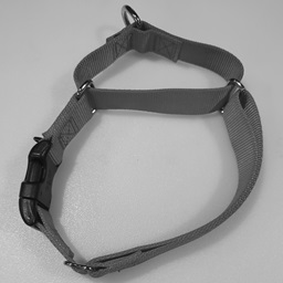 A martingale collar with a buckle