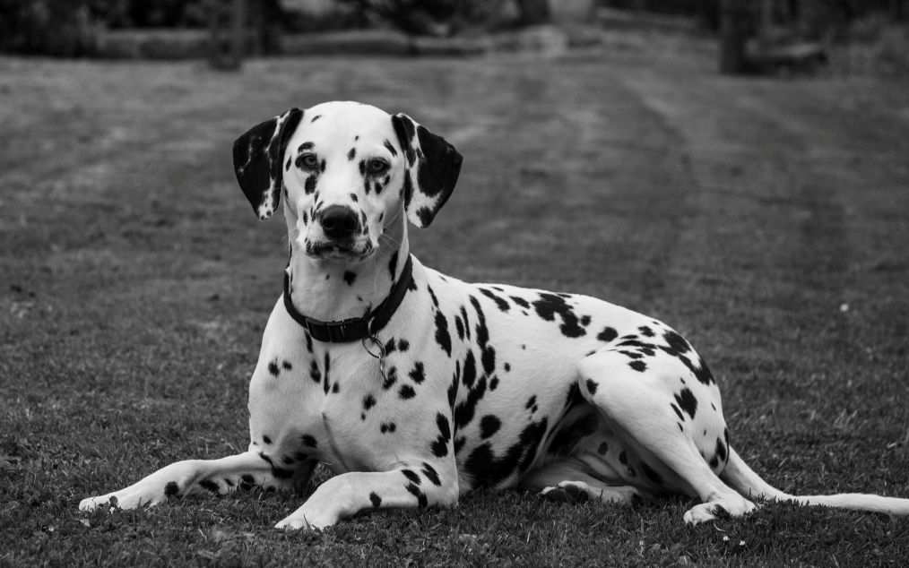 Dog Image