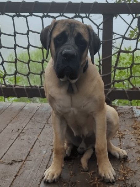 Puppy Training