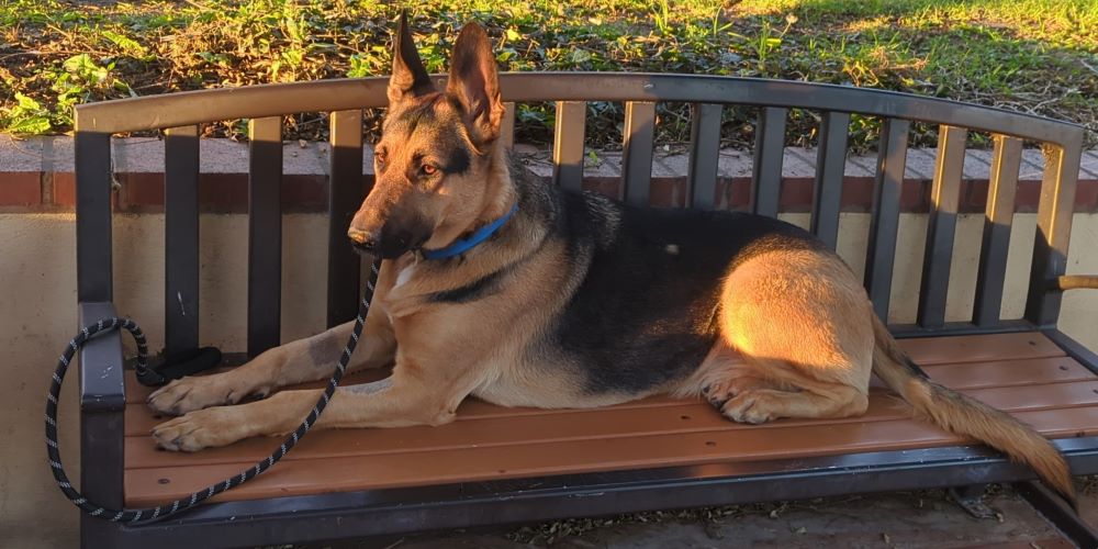 A german shepherd dog laying on a bench