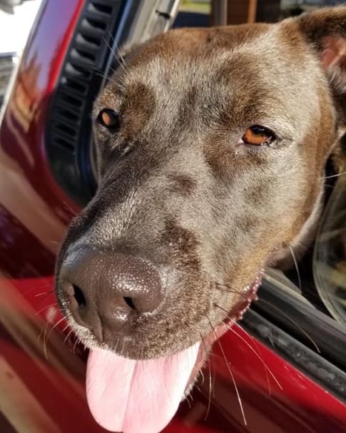 Black Labrador Retriever in a car