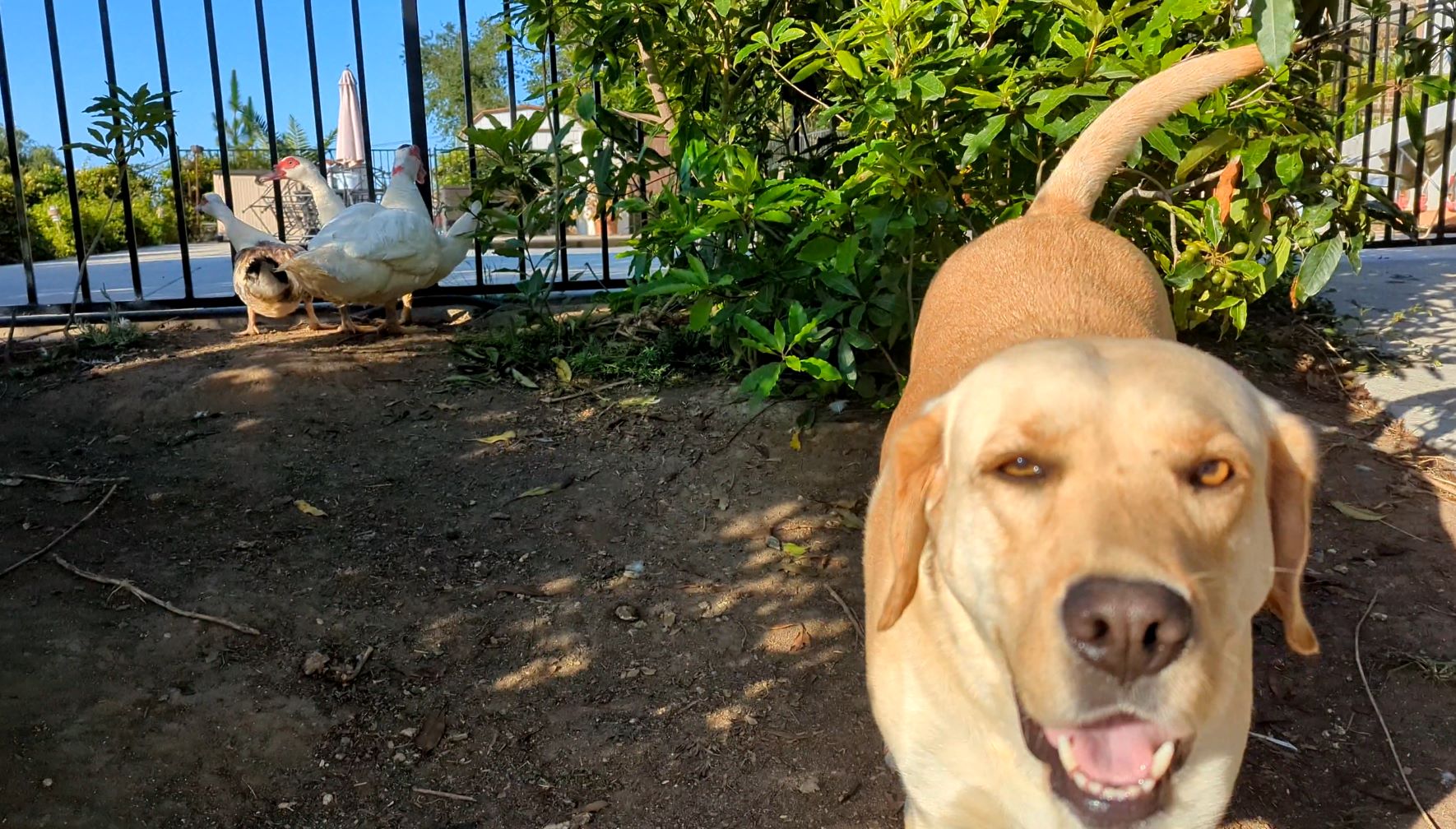 A yellow labrador standing among ducks