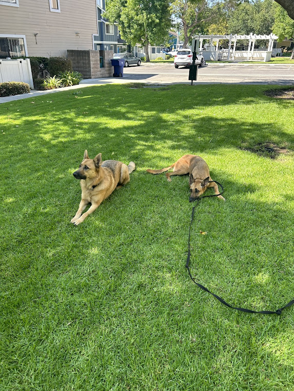 Belgian Malinois and German Shepherd dog training  