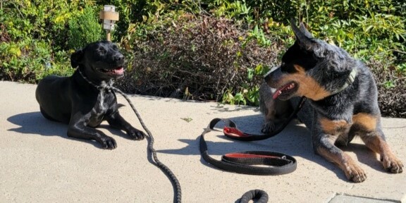 A pitbull and cattle dog