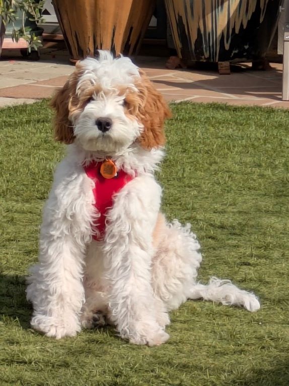 A poodle sitting in a grass yard