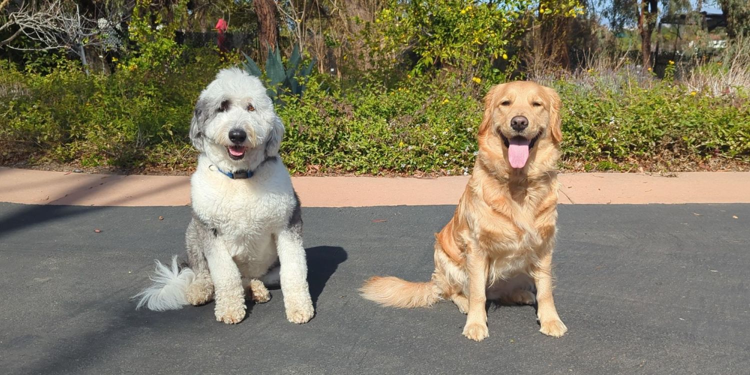 A happy golden retriever and sheepdoodle