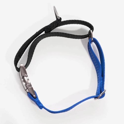 A martingale collar with a buckle